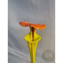 Sarracenia flava 'Chesterfield Co, SC' copper lid