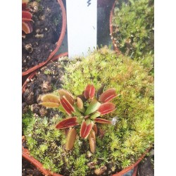Dionaea 'Giant Calm'
