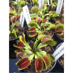Dionaea 'Red Green'