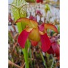 Sarracenia leucophylla 'Washington Co, AL'