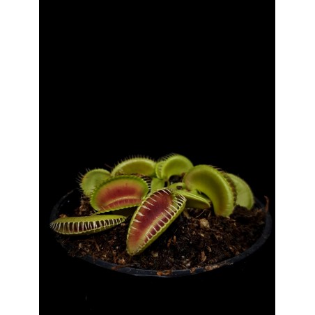 Dionaea 'Alien'