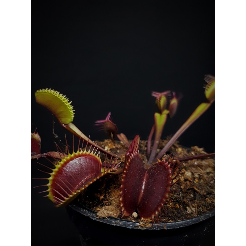 Dionaea 'Akai Ryu/Red Dragon'