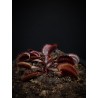 Dionaea 'Bohemian Garnet/Red Sawtooth'