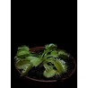 Dionaea 'Triton'
