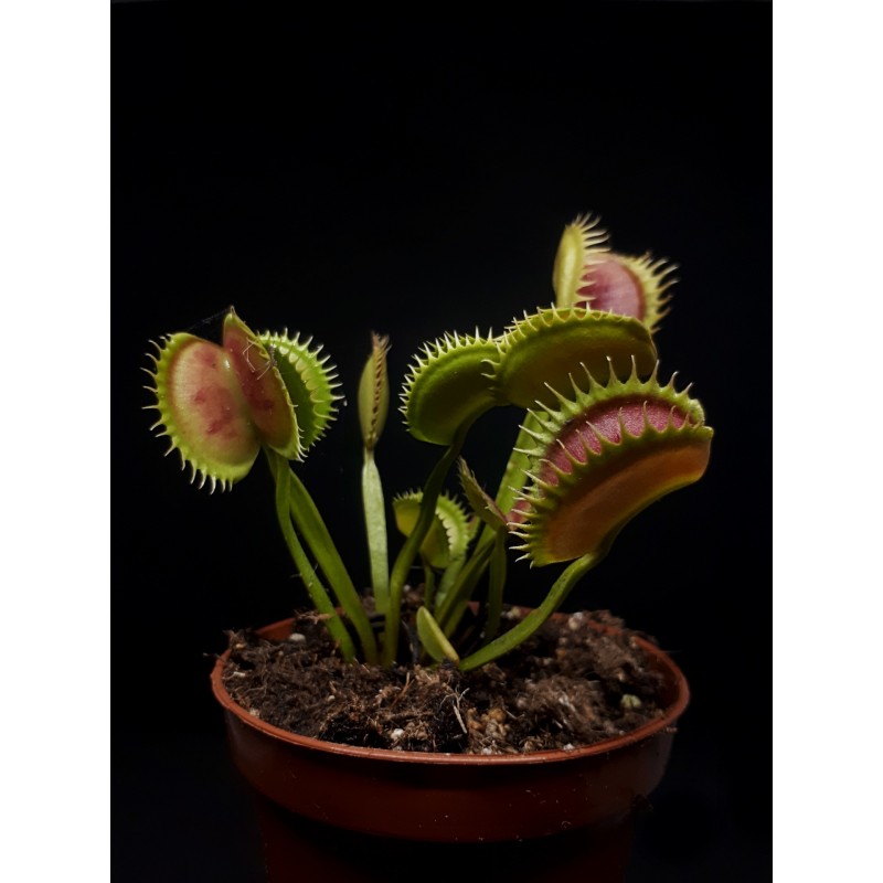 Dionaea 'Typical'