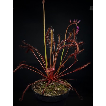 Drosera capensis 'All red'