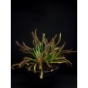 Drosera capensis 'Typical'