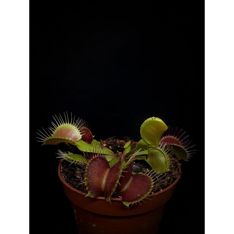 Dionaea 'B52'