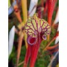 Sarracenia flava var. rubricorpora (Diflora selection)