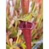 Sarracenia flava var. rubricorpora (Diflora selection)