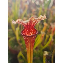 Sarracenia 'Wilkerson White Knight' x 'Wilkerson's Red'