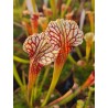 Sarracenia 'Wilkerson White Knight' x 'Wilkerson's Red'