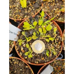 Dionaea 'Green Sawtooth'