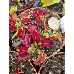 Dionaea 'Red Green'