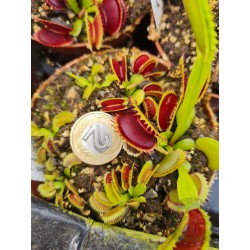 Dionaea 'Dracula'