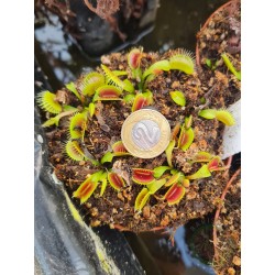 Dionaea 'Big Mouth'