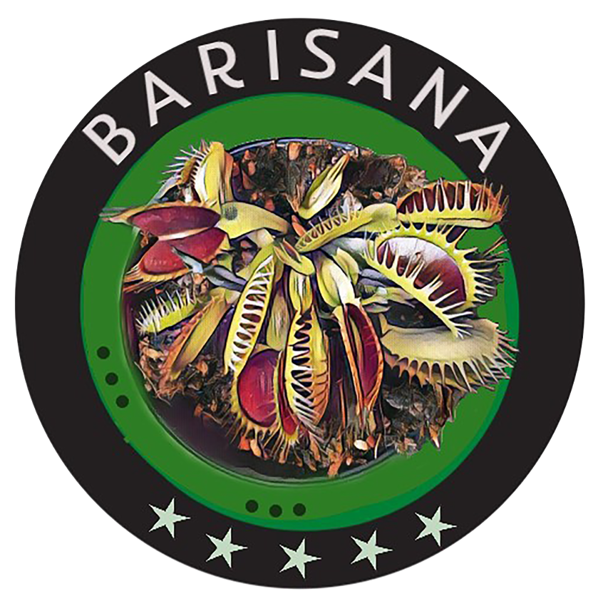 Barisana