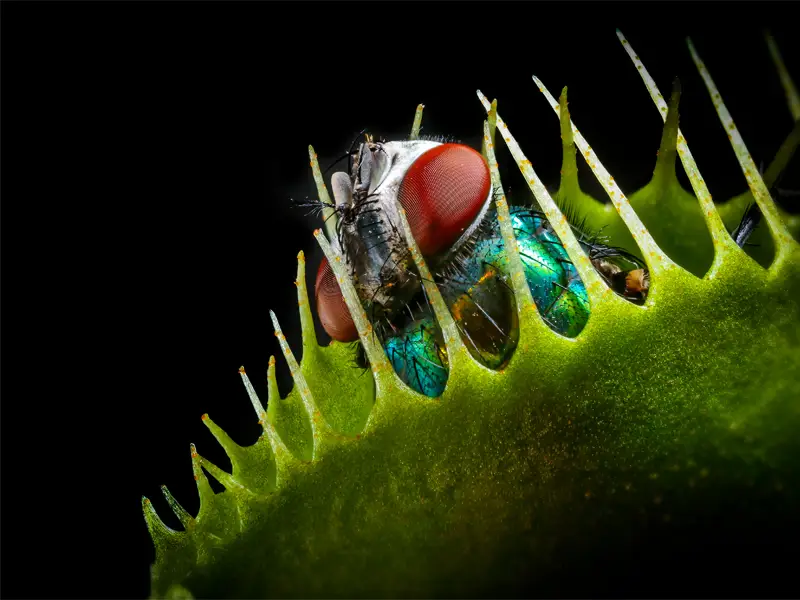 Muchołówki — Dionaea