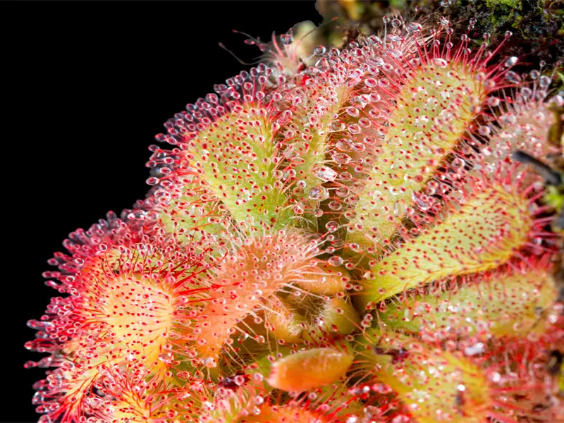 Rosiczki — Drosera