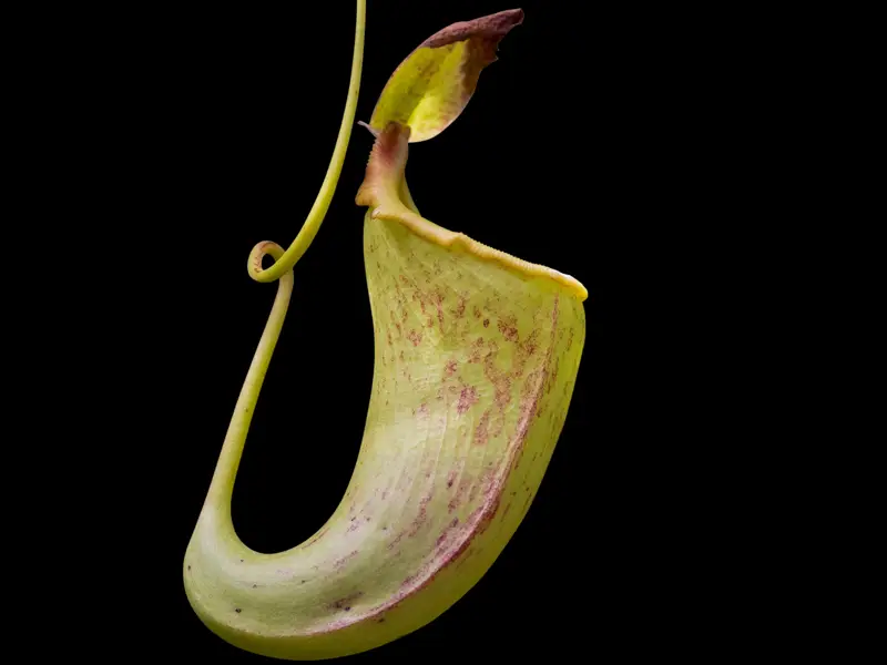 Dzbaneczniki — Nepenthes