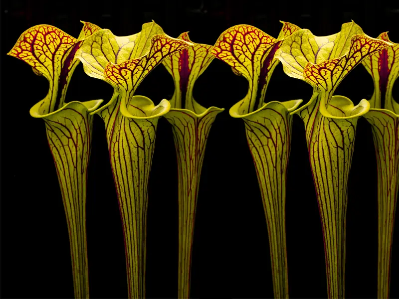 Kapturnice — Sarracenia