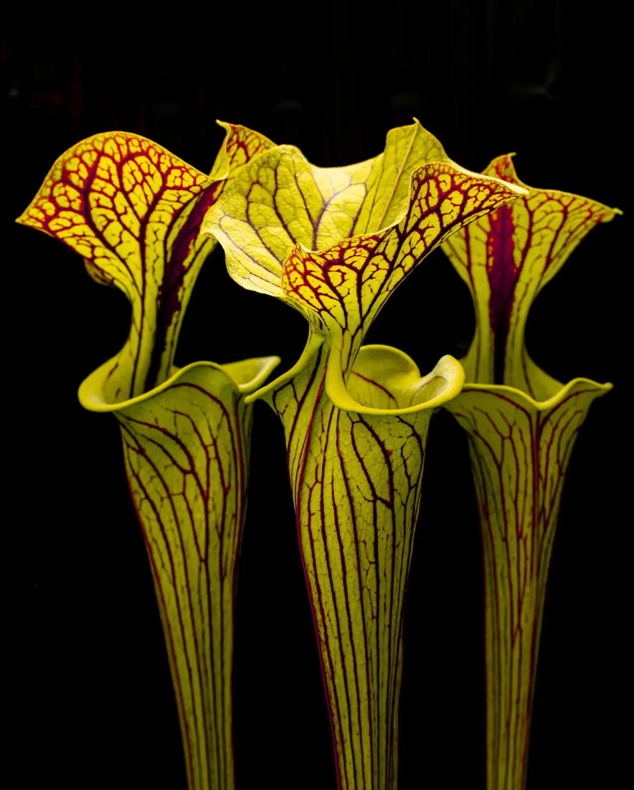 Kapturnice Sarracenia z hodowli Barisana