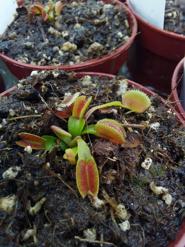 Dionaea 'Isistius'