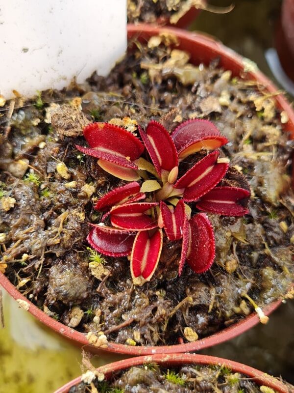 Dionaea 'Isistius'