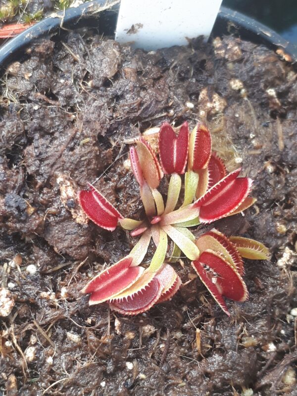 Dionaea 'Isistius'