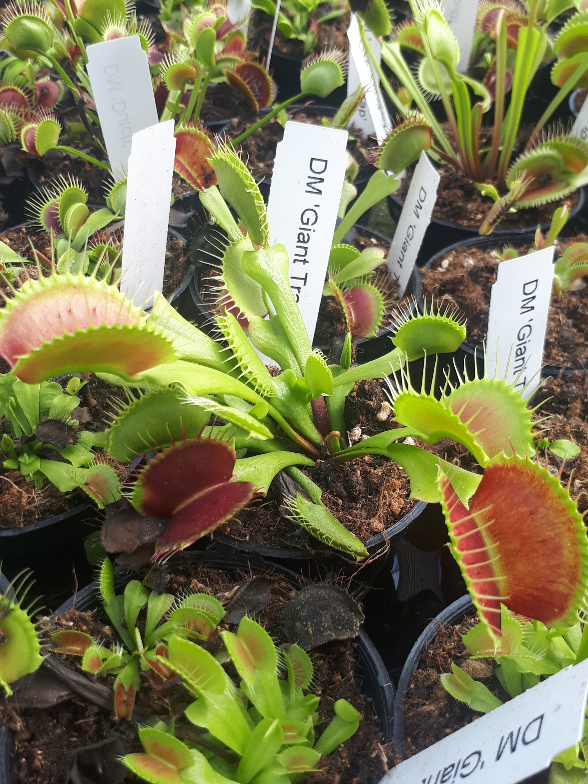 Dionaea 'Giant Trap'