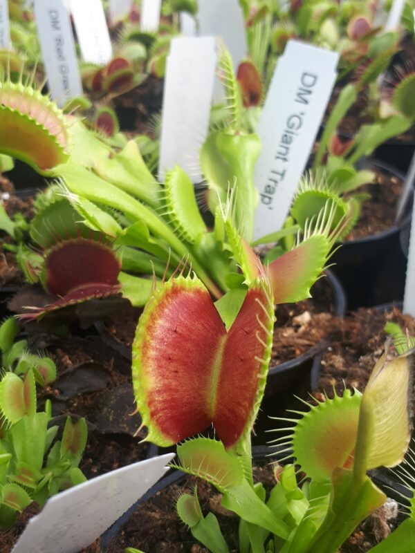 Dionaea 'Giant Trap'
