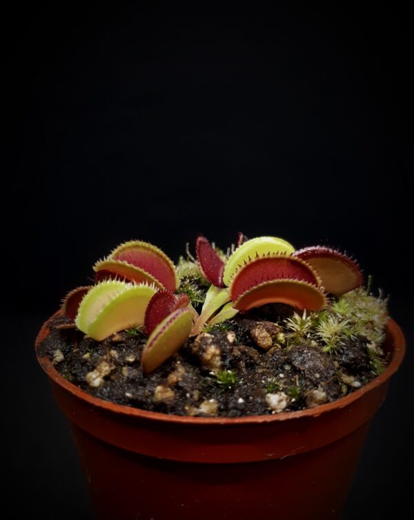 Dionaea 'Isistius'