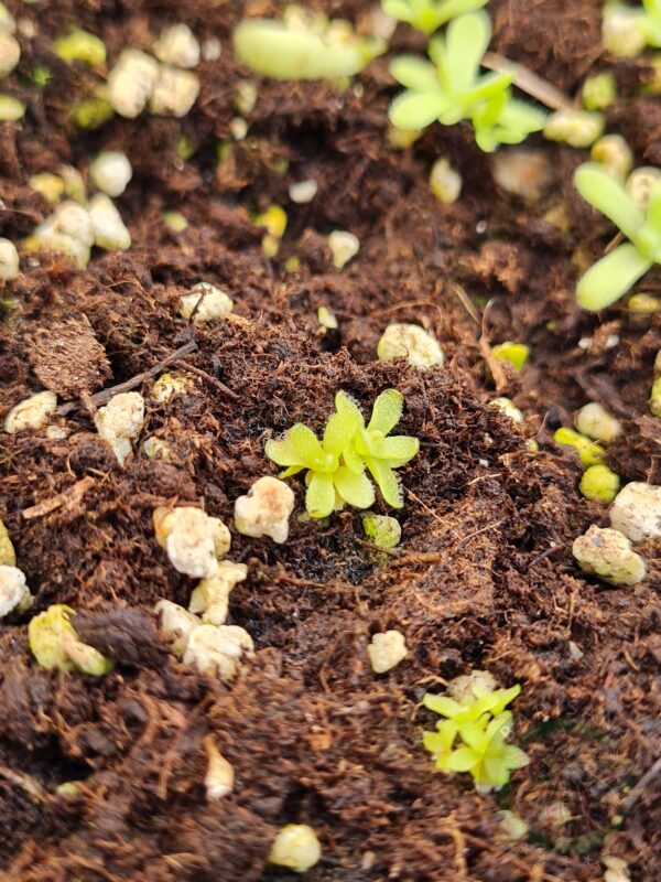 Pinguicula 'Kondoii'