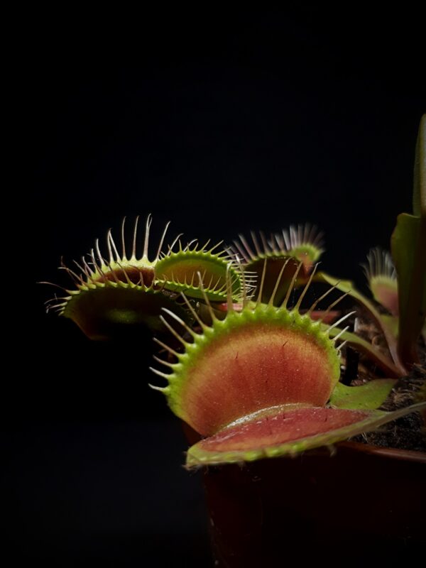 Dionaea 'Typical' test licytacji