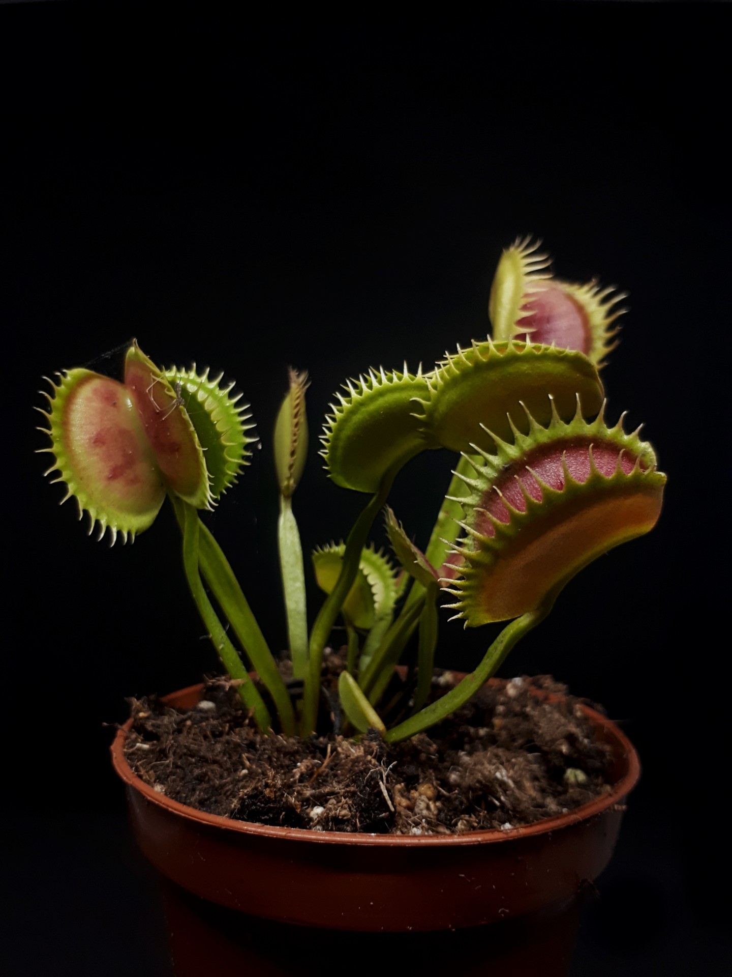 Dionaea 'Typical' test licytacji