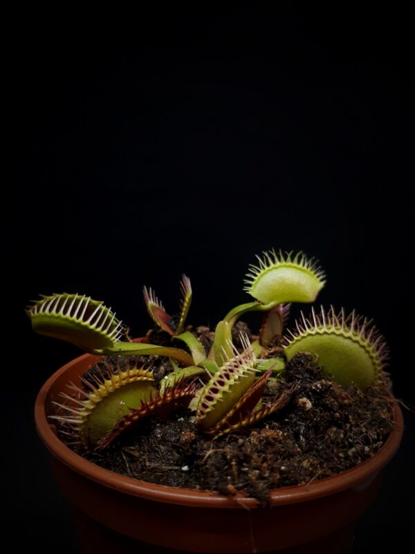 Dionaea 'Typical' test licytacji