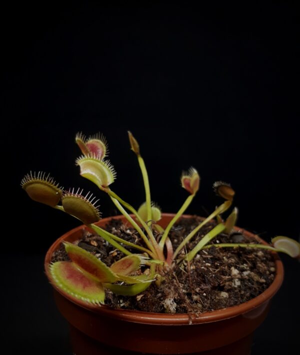 Dionaea 'Typical' test licytacji