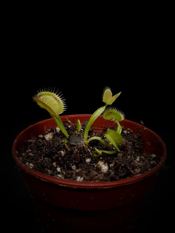 Dionaea 'Typical' test licytacji