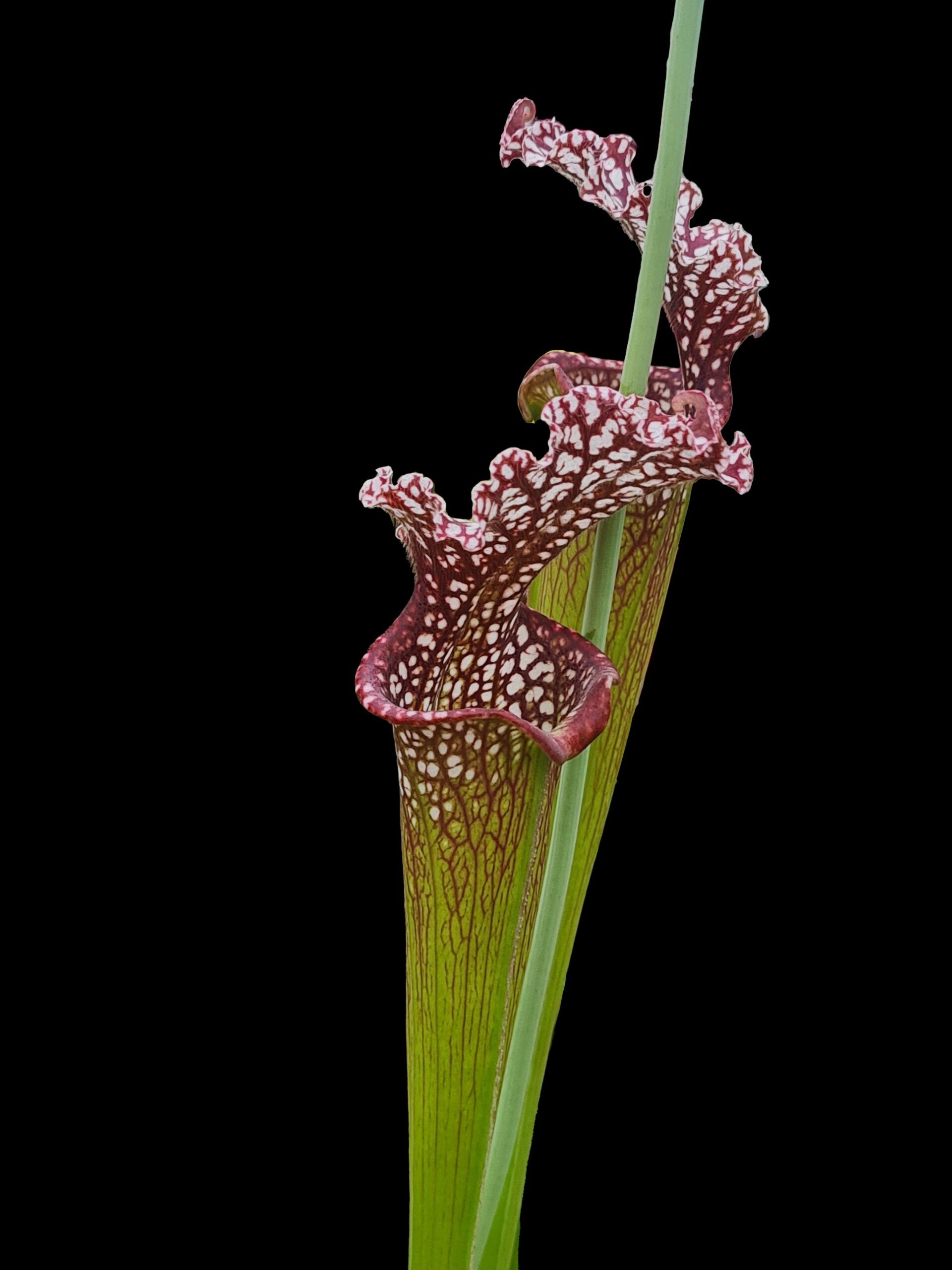 Sarracenia leucophylla aukcyjna