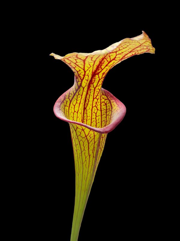 Sarracenia aukcja 4
