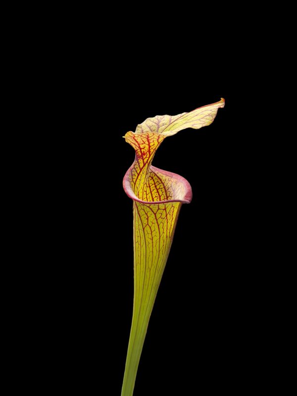 Sarracenia aukcja 4
