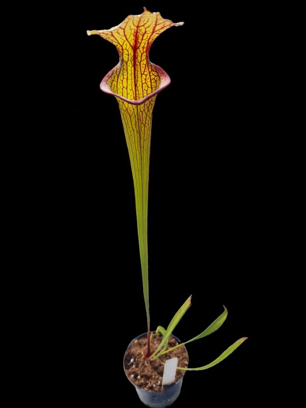 Sarracenia aukcja 4