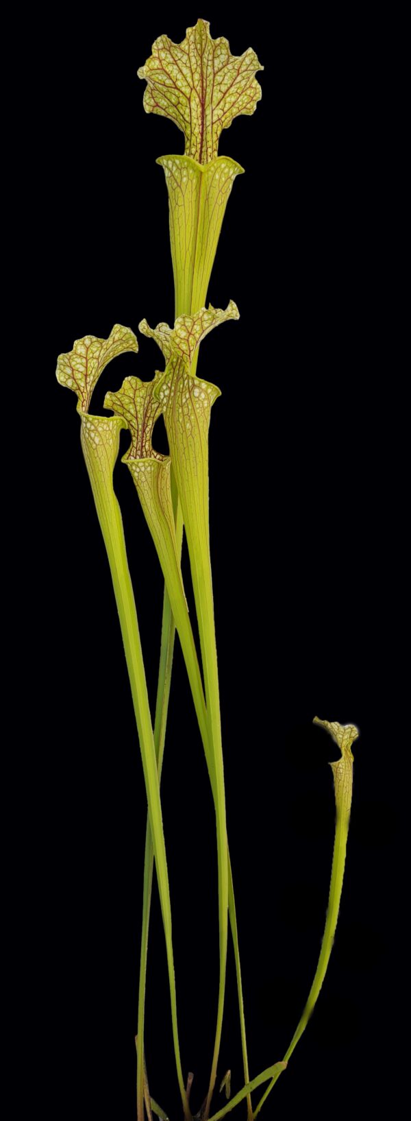 Sarracenia aukcja 2