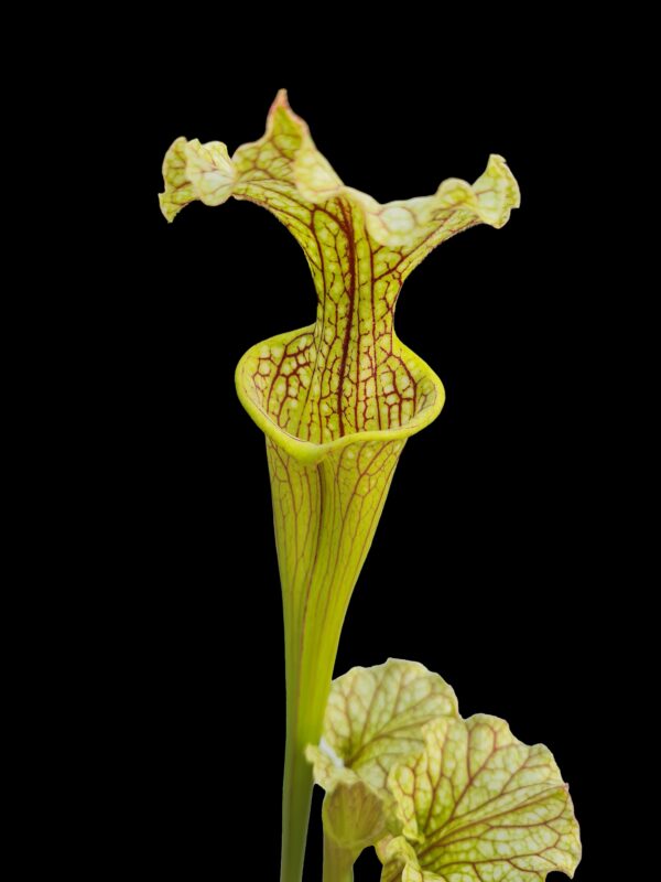 Sarracenia aukcja 2