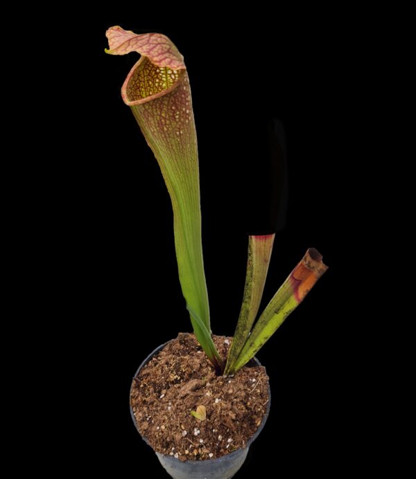 Sarracenia aukcja 6