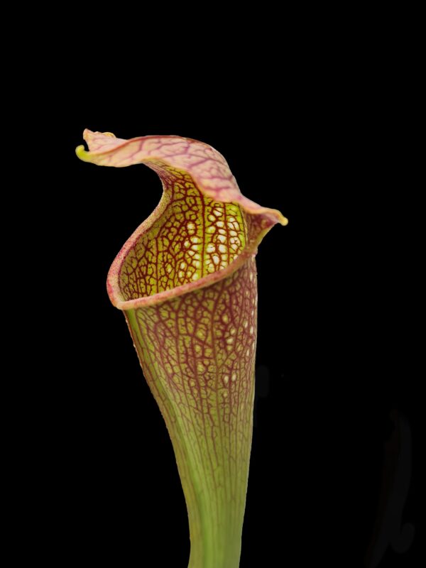 Sarracenia aukcja 6