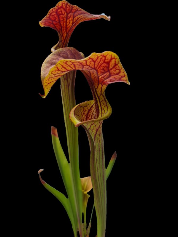 Sarracenia aukcja 3