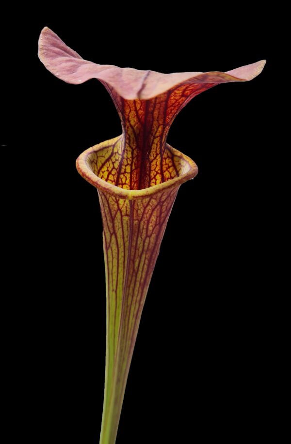 Sarracenia aukcja 3