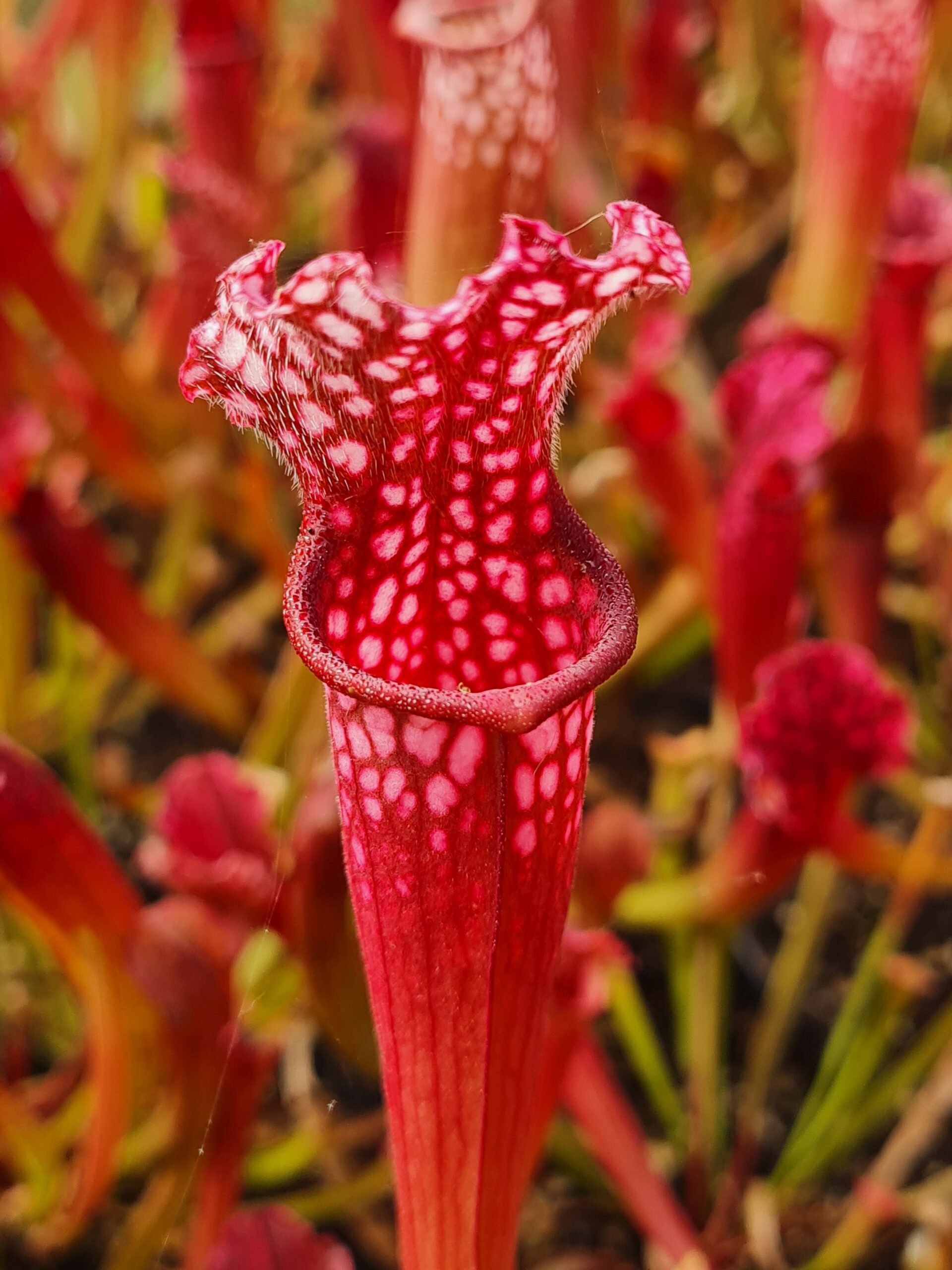 Sarracenia 'Stevensii'