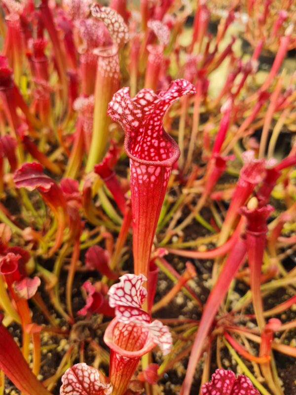 Sarracenia 'Stevensii'
